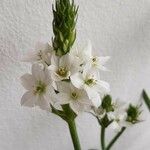 Allium neapolitanum Kukka