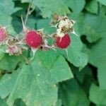 Rubus parviflorus 果
