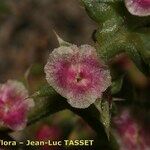 Salsola australis Fruchs