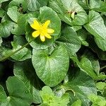 Ranunculus ficariaFlower