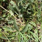 Inula montana Leaf