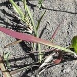 Imperata cylindrica Leaf