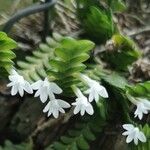 Angraecum distichum Floare