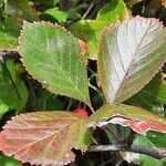 Crataegus persimilis Leaf