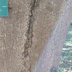 Aesculus turbinata Bark