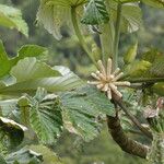 Cecropia schreberiana Flor