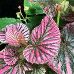 Begonia brevirimosa Leaf