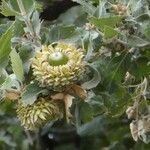 Quercus ithaburensis Fruit