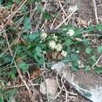 Clematis vitalbaFlower