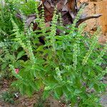 Ocimum americanum Хабит