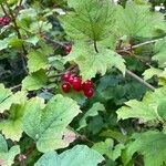 Viburnum opulus Leaf