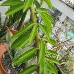 Rhodocactus grandifolius Leaf