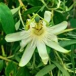Passiflora tenuifila