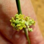 Leptadenia pyrotechnica Flower