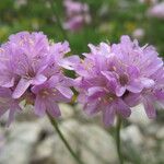 Armeria alpina Flower