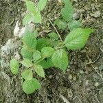 Rubus schleicheri List