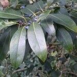 Laurus nobilis পাতা