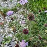 Scabiosa triandra Flower
