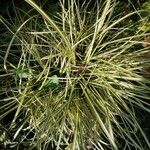 Carex ornithopoda Φύλλο