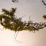 Elodea nuttallii Hoja
