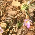 Crocus versicolor Bloem