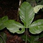 Philodendron rothschuhianum Blatt