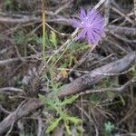 Cheirolophus intybaceus Flower