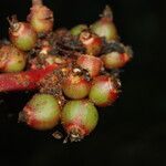 Psychotria densinervia Fruit