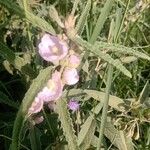 Sphaeralcea angustifolia Flor