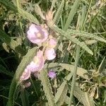 Sphaeralcea angustifolia Fiore