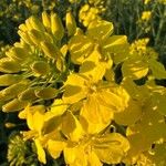 Brassica rapa Flower