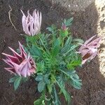 Gazania rigensFlower