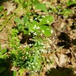 Galium mollugo Blüte