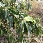Strychnos spinosa Blatt