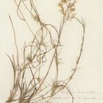 Agrostis canina Хабит