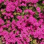 Oxalis debilis Flower