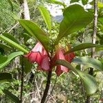 Thiollierea macrophylla Flor