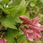 Weigela praecox പുഷ്പം