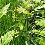 Filipendula rubra Casca