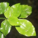 Psychotria chagrensis Leaf