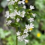 Valeriana montana ফুল