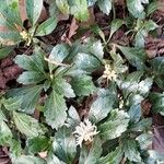 Pachysandra terminalis Характер