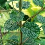 Mentha spicata Leaf