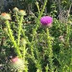 Carduus acanthoides Flower