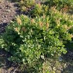 Rumex roseus Цвят