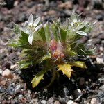 Loeseliastrum schottii Flower