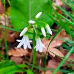 Allium triquetrumBlüte