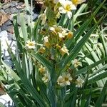 Sisyrinchium striatum عادت