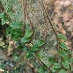 Microgramma vacciniifolia 葉