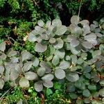 Cotinus obovatus Hábitos